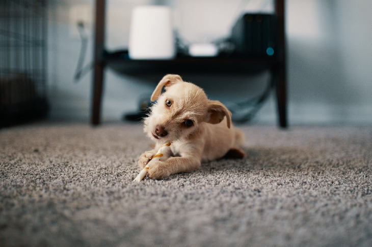 Small dog laying on carpet